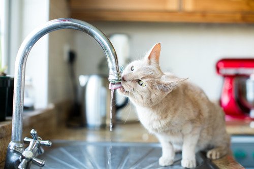 Cat Drinking Water from Tap