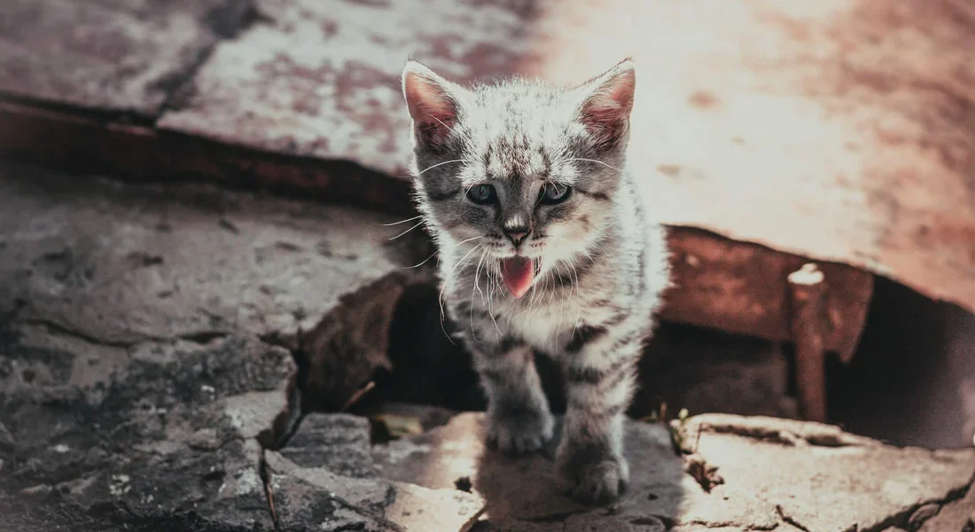 Cat Not Drinking Water