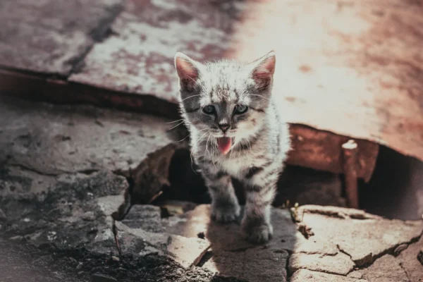 Cat Not Drinking Water
