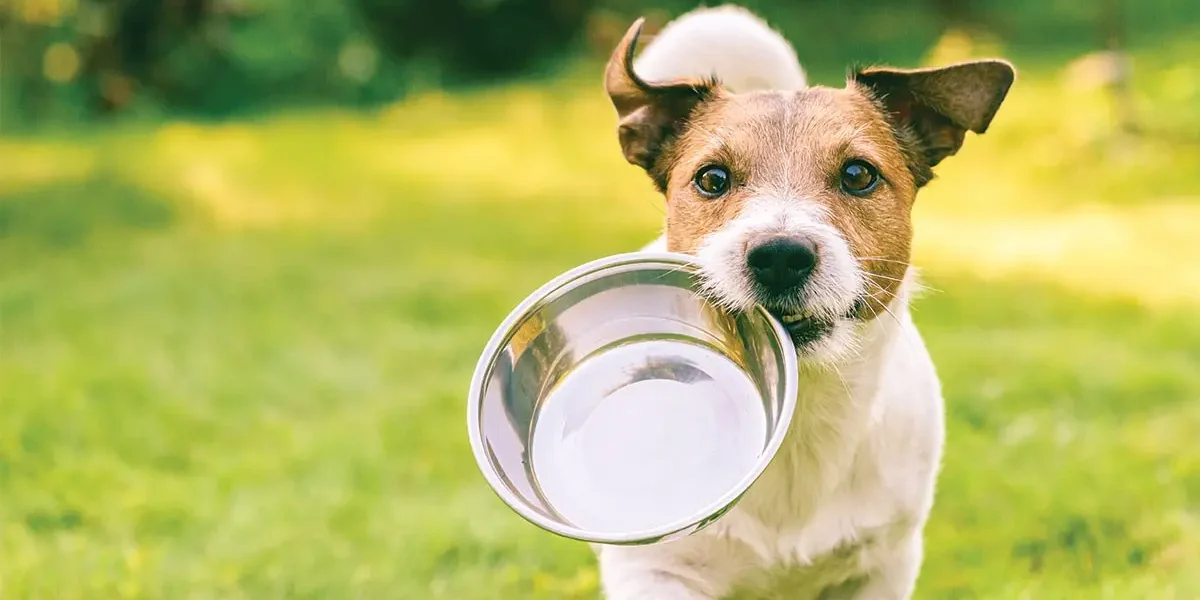 Dog Not Drinking Water
