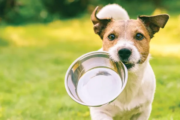 Dog Not Drinking Water
