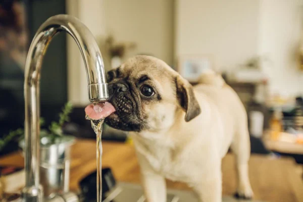 Dog Drinking Water from Tap