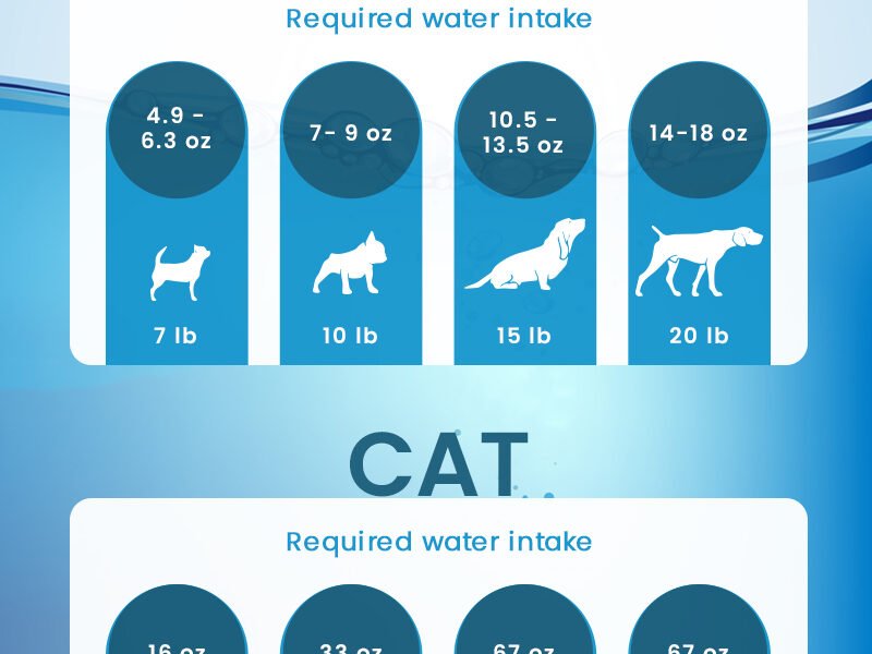 How Much Water Pets Need Daily