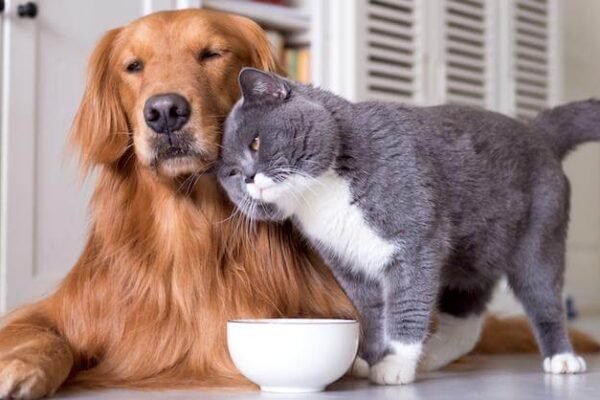 Hydration for Older Dogs and Cats
