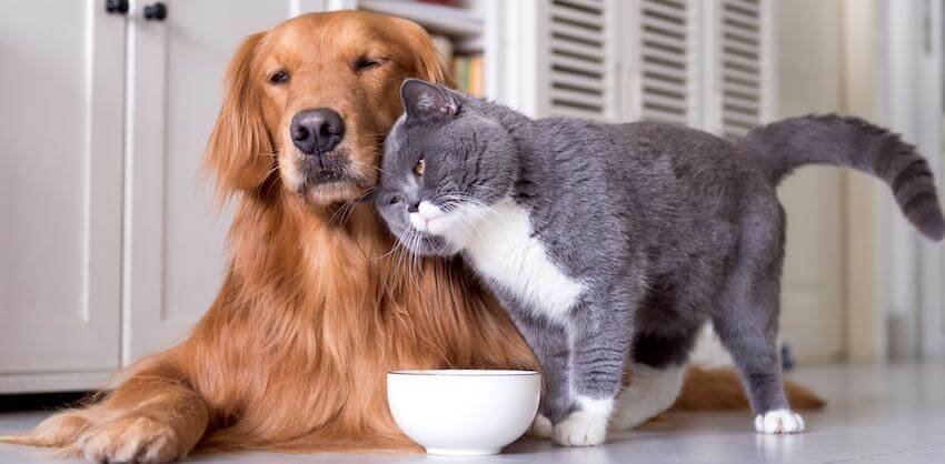 Hydration for Older Dogs and Cats