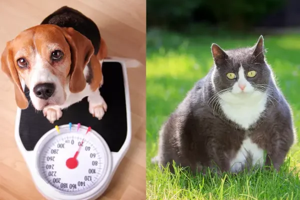 Hydration for Overweight Pets