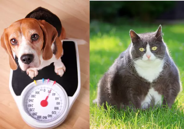 Hydration for Overweight Pets