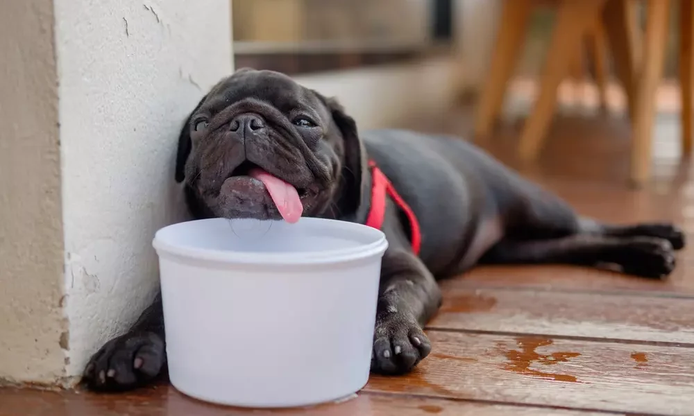 Dog Dehydration