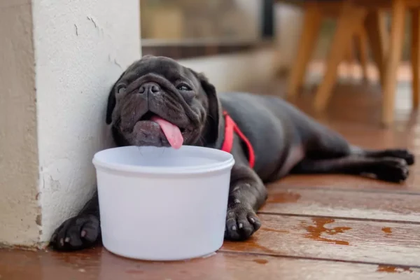 Dog Dehydration