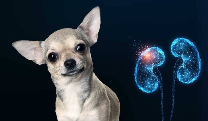 Hydration for Pets with Kidney Disease