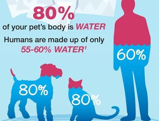 Pet Hydration Myths vs Facts