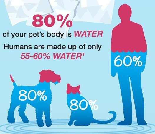 Pet Hydration Myths vs Facts