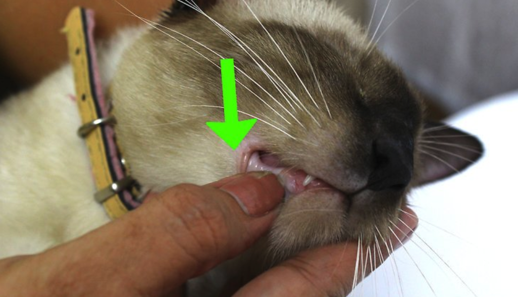 Signs of Dehydration in Cats