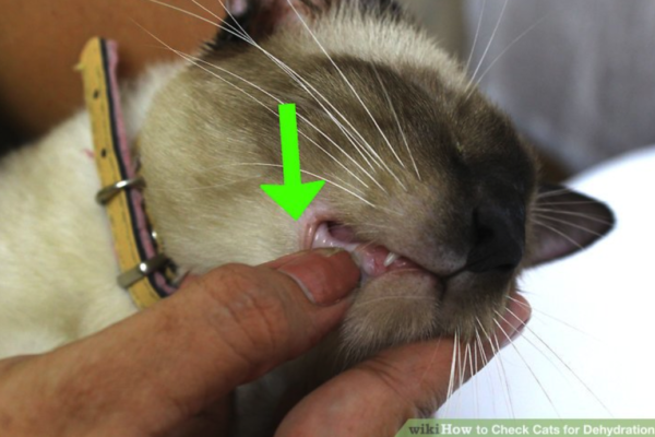 Signs of Dehydration in Cats