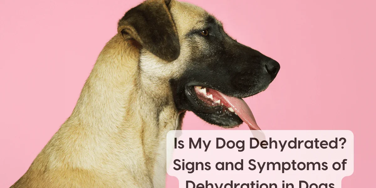 Signs of Dehydration in Dogs
