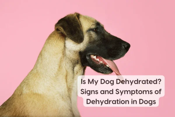 Signs of Dehydration in Dogs