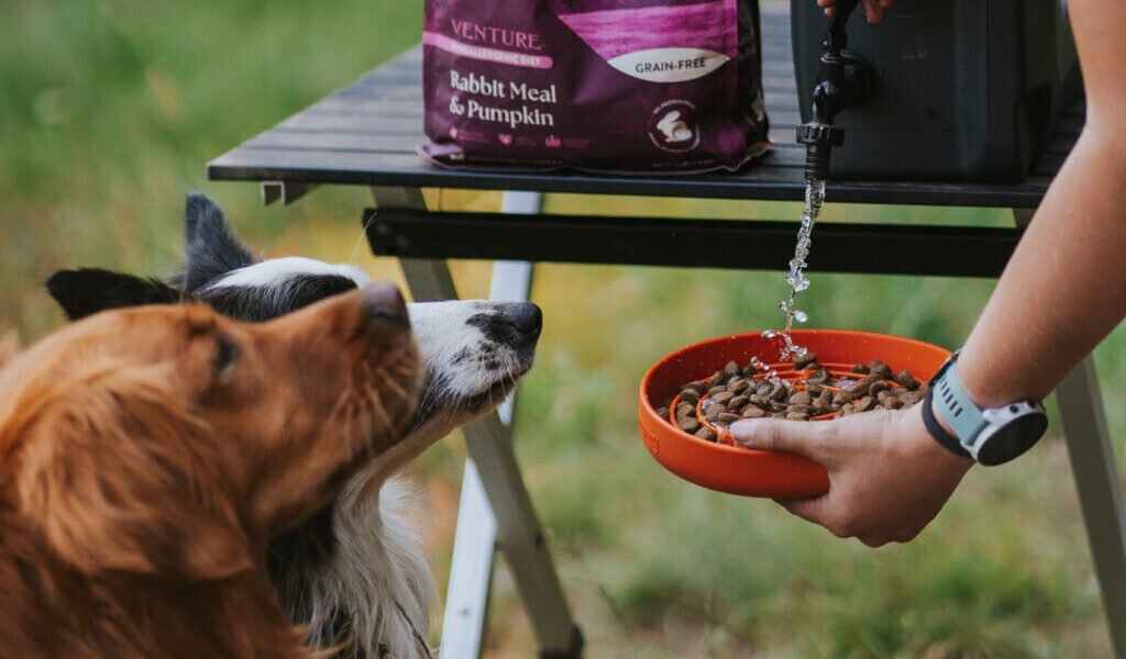 Wet vs Dry Pet Food
