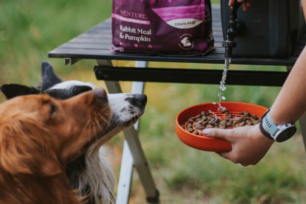 Wet vs Dry Pet Food