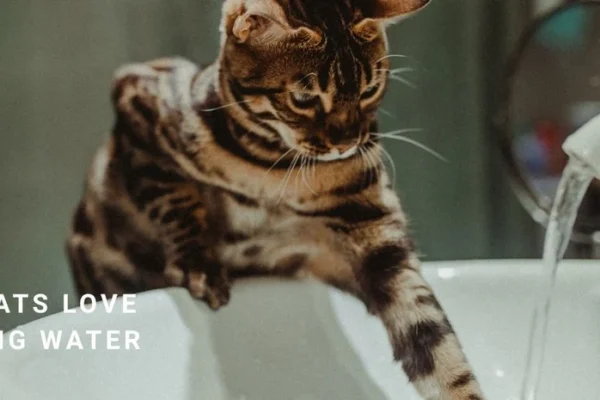 Why Cats Prefer Running Water