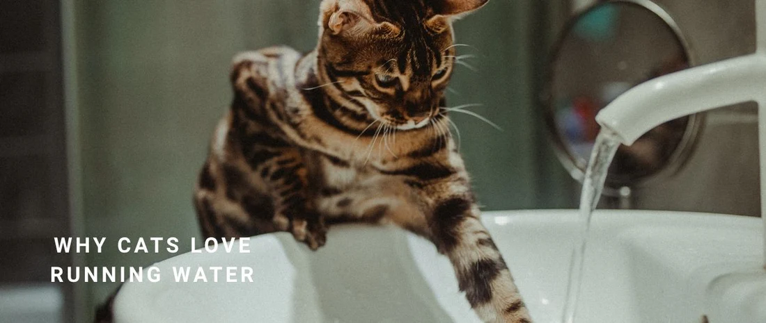Why Cats Prefer Running Water